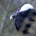 Condor des Andes Vultur gryphus - Andean Condor