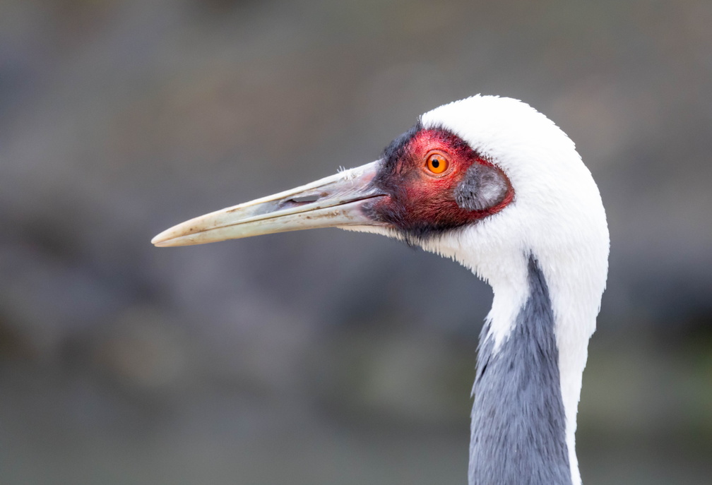  Grue à cou blanc Antigone vipio - White-naped Crane