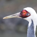  Grue à cou blanc Antigone vipio - White-naped Crane