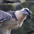 Gypaète barbu Gypaetus barbatus - Bearded Vulture