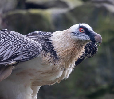 Gypaète barbu Gypaetus barbatus - Bearded Vulture