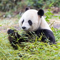  Panda géant (Ailuropoda melanoleuca)