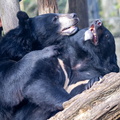 ours noir d'Asie (Ursus thibetanus), ours du Tibet, ours à collier, ours à collier du Tibet ,ours-lune