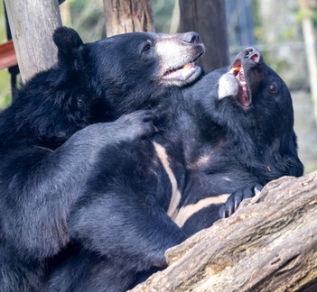 ours noir d'Asie (Ursus thibetanus), ours du Tibet, ours à collier, ours à collier du Tibet ,ours-lune