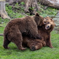 grizzly (Ursus arctos horribilis)
