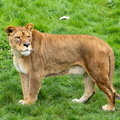  Lion, Panthera leo