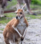  kangourou roux (Macropus rufus) 
