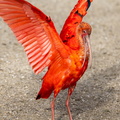 Ibis rouge Eudocimus ruber - Scarlet Ibis