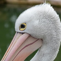 Pélican à lunettes Pelecanus conspicillatus - Australian Pelican