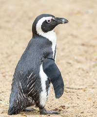 Manchot du Cap (Spheniscus demersus) African Penguin