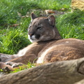  puma - lion de montagne - cougar (Puma concolor)