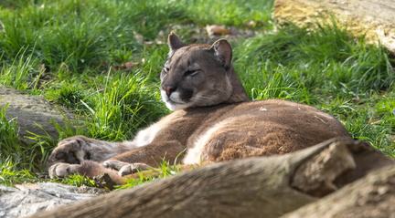  puma - lion de montagne - cougar (Puma concolor)