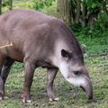  tapir terrestre - tapir du brésil (Tapirus terrestris)