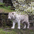  tigre blanc
