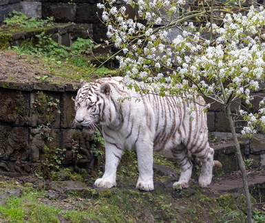  tigre blanc