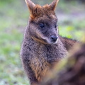 wallaby bicolore (Wallabia bicolor)