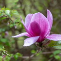 Magnolia à fleurs de lis