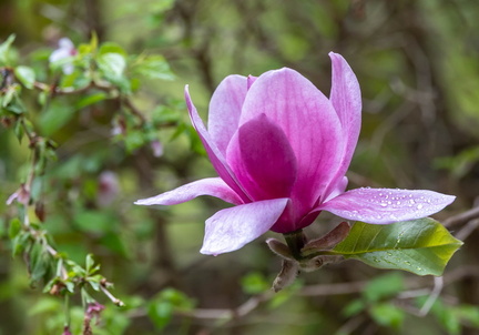 Magnolia à fleurs de lis