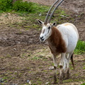 Oryx algazelle (Oryx dammah), Oryx de Libye, Oryx blanc, Oryx à cou roux, Oryx à cornes en forme de cimeterre