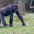 Gorille des plaines de l'ouest, Gorille des plaines occidentales  (Gorilla gorilla gorilla)  