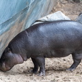 hippopotame pygmée (Choeropsis liberiensis ou Hexaprotodon liberiensis) Hippopotame nain africain
