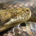 Python améthyste (Simalia amethistina)
