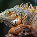 iguane vert  (iguana iguana)