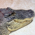  Alligator d'Amérique (Alligator mississippiensis)