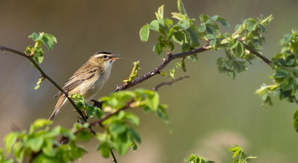 Phragmite des joncs Acrocephalus schoenobaenus - Sedge Warbler