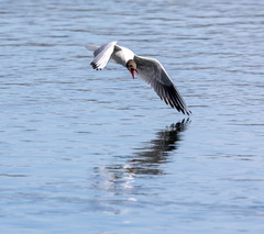 Mouette rieuse Chroicocephalus ridibundus - Black-headed Gull