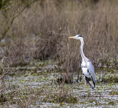 Héron cendré Ardea cinerea - Grey Heron