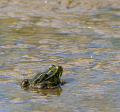 Grenouille rieuse  Pelophylax ridibundus