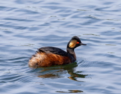 Grèbe à cou noir Podiceps nigricollis - Black-necked Grebe