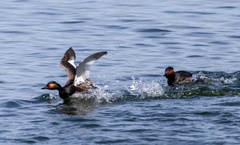 Grèbe à cou noir Podiceps nigricollis - Black-necked Grebe