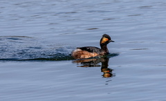 Grèbe à cou noir Podiceps nigricollis - Black-necked Grebe