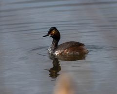 Grèbe à cou noir Podiceps nigricollis - Black-necked Grebe