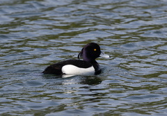 Fuligule morillon Aythya fuligula - Tufted Duck