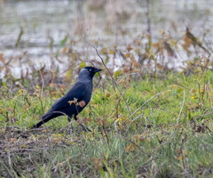 Choucas des tours Coloeus monedula - Western Jackdaw