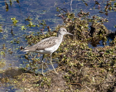 Chevalier aboyeur Tringa nebularia - Common Greenshank