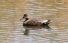 Canard chipeau Mareca strepera - Gadwall