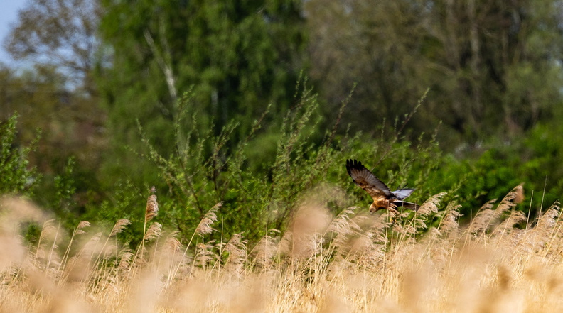 Busard des roseaux Circus aeruginosus - Western Marsh Harrier