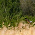 Busard des roseaux Circus aeruginosus - Western Marsh Harrier