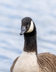 Bernache du Canada Branta canadensis - Canada Goose