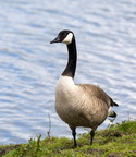 Bernache du Canada Branta canadensis - Canada Goose