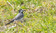 Bergeronnette grise Motacilla alba - White Wagtail