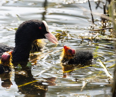  Foulque macroule Fulica atra - Eurasian Coot