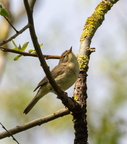 Pouillot fitis Phylloscopus trochilus - Willow Warbler