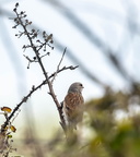  Linotte mélodieuse Linaria cannabina - Common Linnet