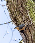 Sittelle torchepot Sitta europaea - Eurasian Nuthatch