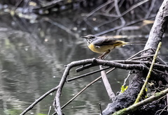 Bergeronnette des ruisseaux Motacilla cinerea - Grey Wagtail